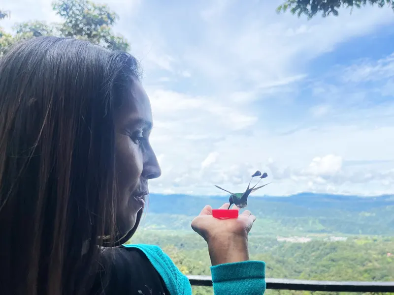 Alimentación de colibríes a mano en Mindo con guía local